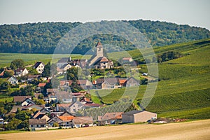 Champagne vineyards Cuis in Marne department, France