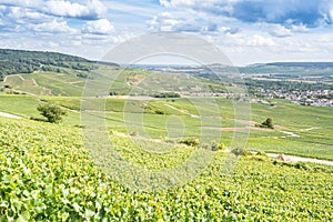 Champagne vineyards, France