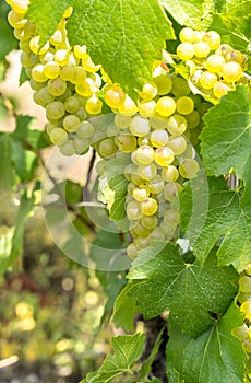 Champagne vineyards, France