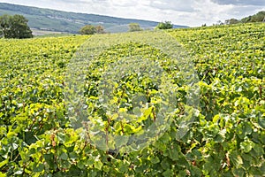 Champagne vineyards, France