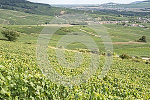 Champagne vineyards, France