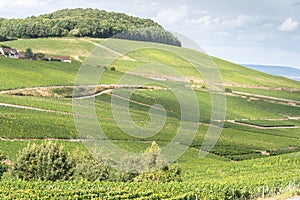 Champagne vineyards, France