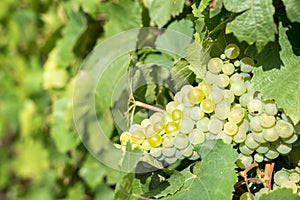 Champagne vineyards, France