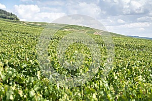 Champagne vineyards, France