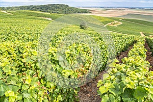 Champagne vineyards, France