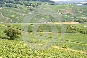 Champagne vineyards, France