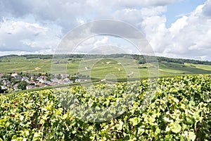 Champagne vineyards, France