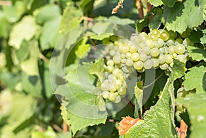 Champagne vineyards, France