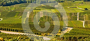 Champagne vineyards Mancy in Marne department, France