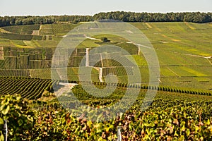 Champagne vineyards Mancy in Marne department, France