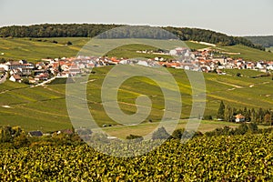 Champagne vineyards Mancy in Marne department, France