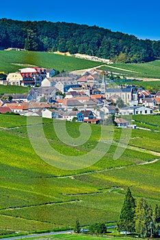 Champagne vineyards Mancy in Marne department, France