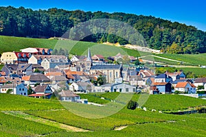 Champagne vineyards Mancy in Marne department, France