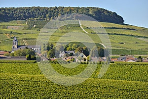 Champagne vineyards Mancy in Marne department, France