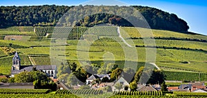 Champagne vineyards Mancy in Marne department, France