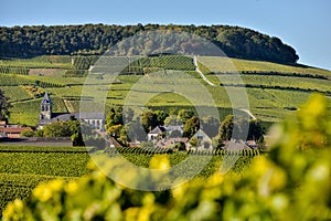 Champagne vineyards Mancy in Marne department, France