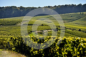 Champagne vineyards Mancy in Marne department, France