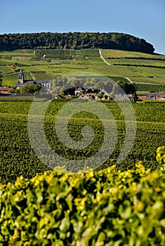 Champagne vineyards Mancy in Marne department, France