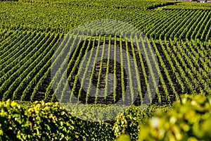 Champagne vineyards Mancy in Marne department, France