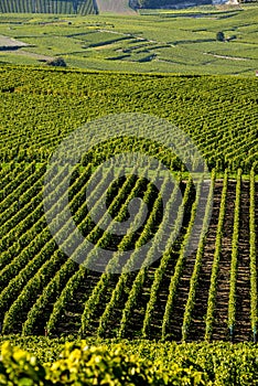 Champagne vineyards Mancy in Marne department, France