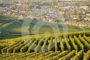 Champagne vineyards in Marne department, France