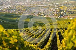 Champagne vineyards in Marne department, France