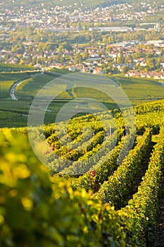 Champagne vineyards in Marne department, France