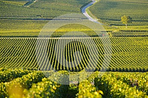 Champagne vineyards in Marne department, France