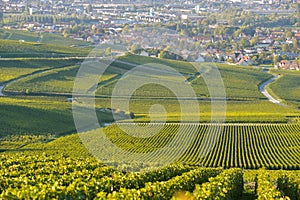 Champagne vineyards in Marne department, France