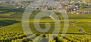 Champagne vineyards in Marne department, France