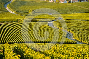 Champagne vineyards in Marne department, France