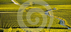 Champagne vineyards in Marne department, France