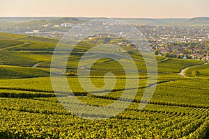 Champagne vineyards in Marne department, France