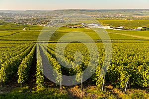 Champagne vineyards in Marne department, France