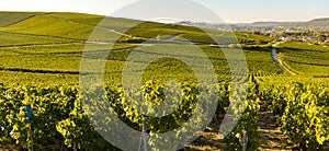 Champagne vineyards in Marne department, France