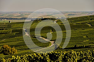 Champagne vineyards in Marne department, France