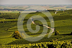 Champagne vineyards in Marne department, France