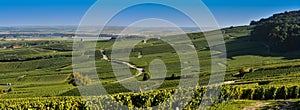 Champagne vineyards in Marne department, France