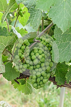 Champagne vineyards: ripening grapes