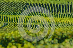 Champagne vineyards Sermiers in Marne department, France