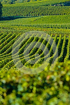 Champagne vineyards Sermiers in Marne department, France