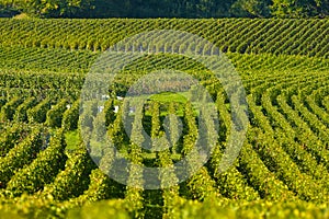 Champagne vineyards Sermiers in Marne department, France