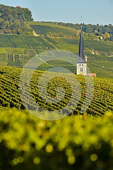 Champagne vineyards Sermiers in Marne department, France
