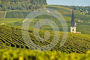 Champagne vineyards Sermiers in Marne department, France