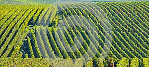 Champagne vineyards Sermiers in Marne department, France