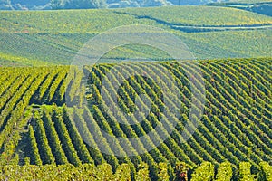 Champagne vineyards Sermiers in Marne department, France