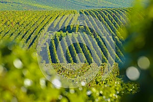 Champagne vineyards Sermiers in Marne department, France