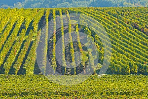 Champagne vineyards Sermiers in Marne department, France