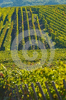 Champagne vineyards Sermiers in Marne department, France