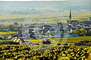 Champagne vineyards Sermiers in Marne department, France